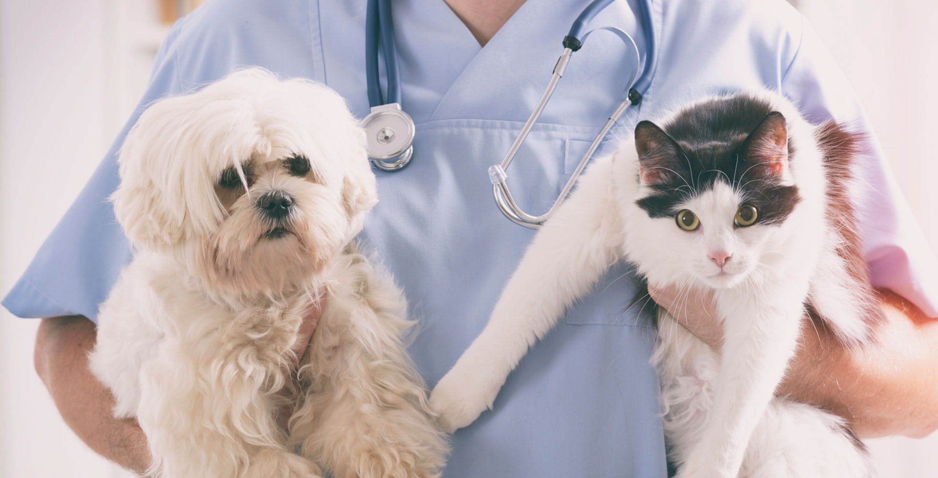 Pet Healthcare – a relevant market